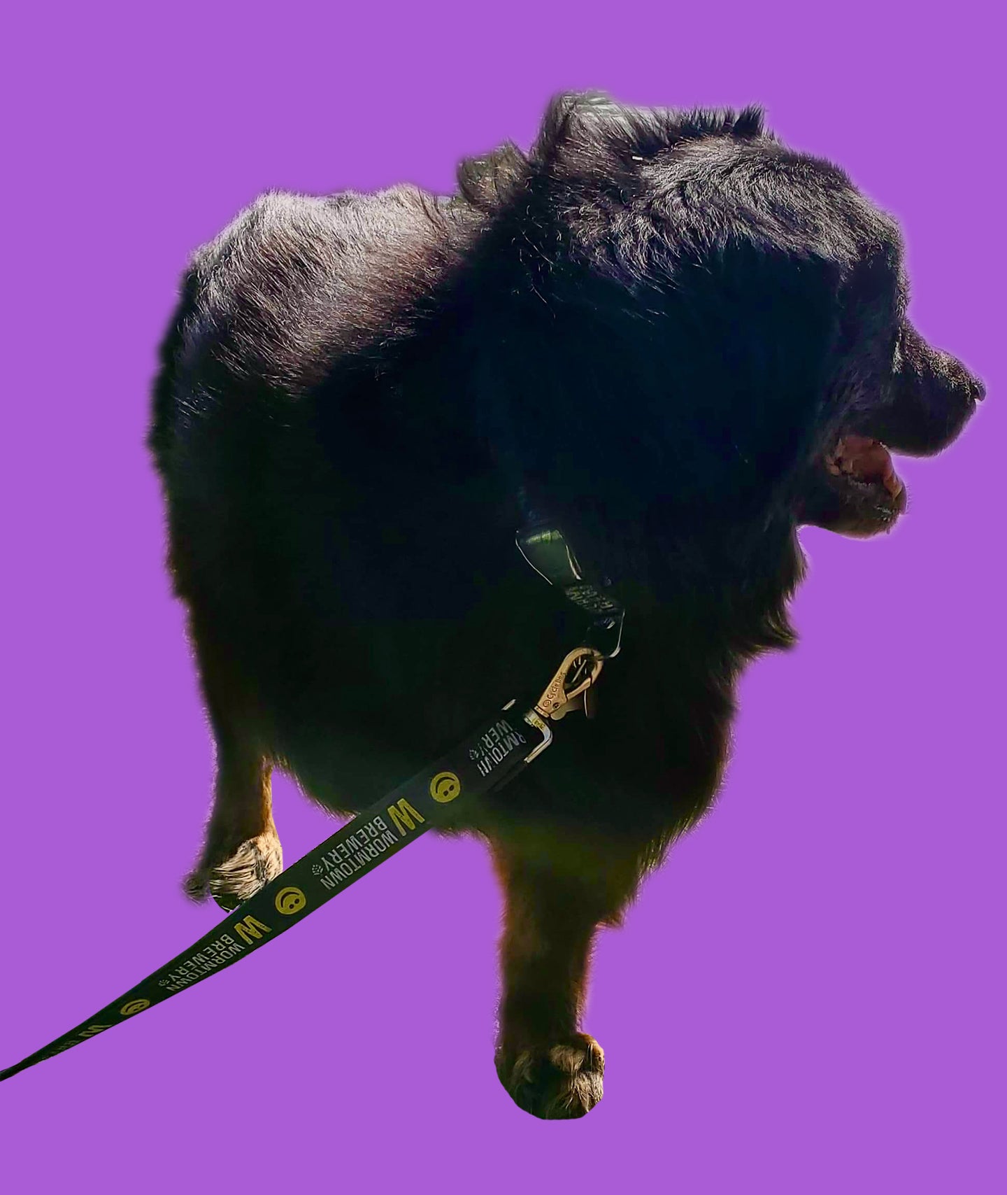 Dog Leash